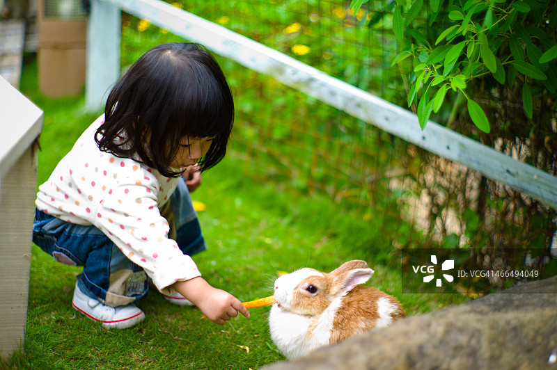 小女孩喂兔子图片素材