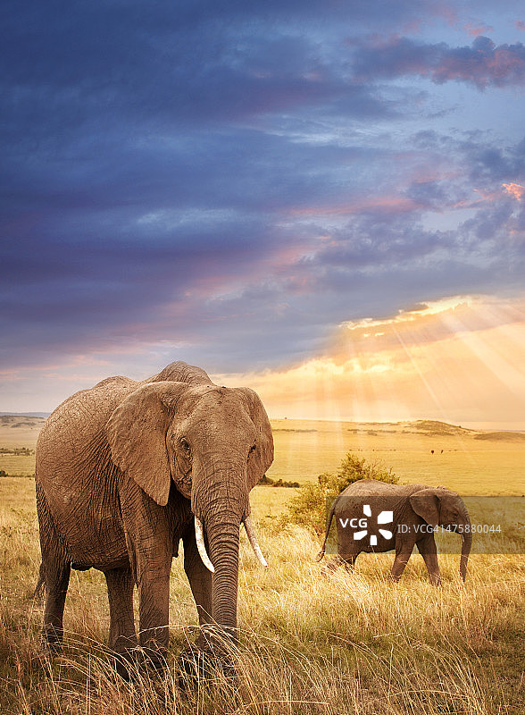 夕阳下的非洲象图片素材
