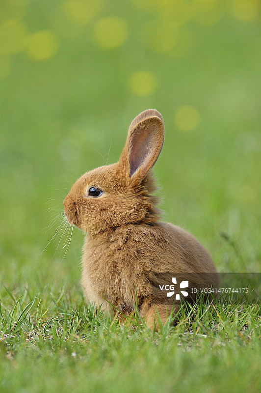 草地上的小兔子图片素材