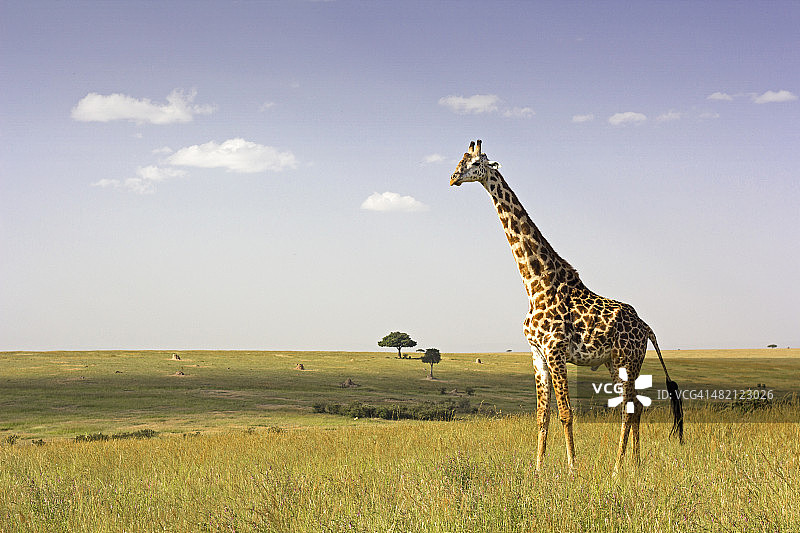大草原上的长颈鹿图片素材