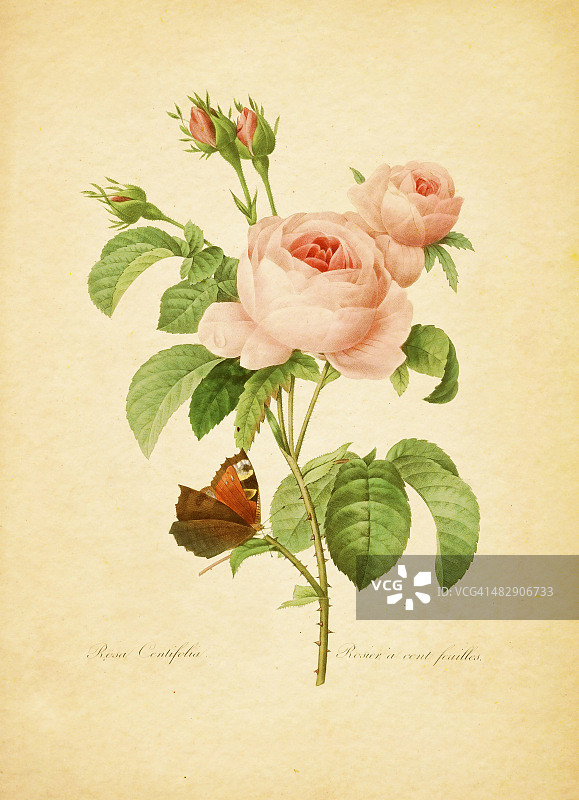 普罗旺斯玫瑰|古董花卉插图图片素材
