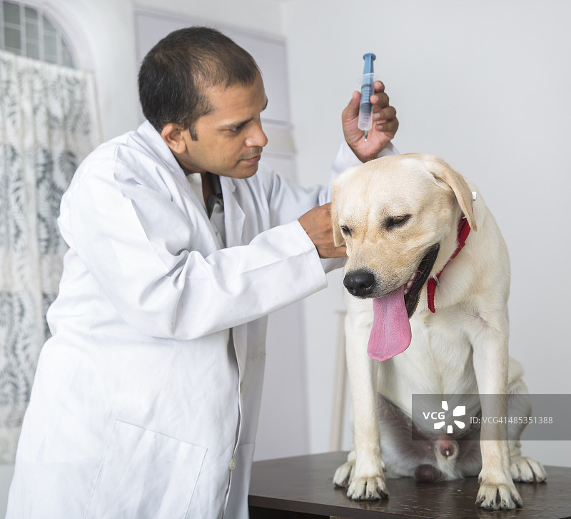 兽医给一只黄色拉布拉多寻回犬注射图片素材