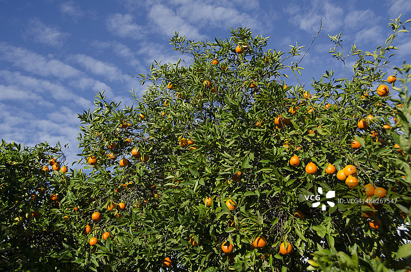结有果实的柑橘树图片素材
