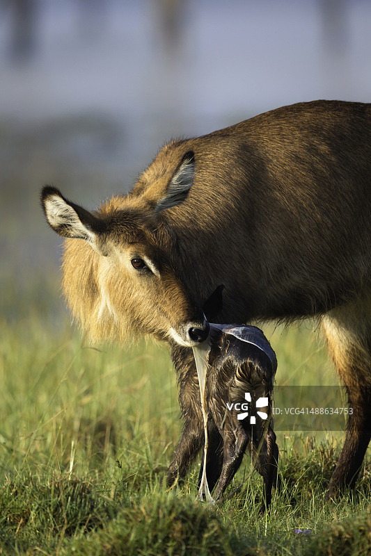 母水羚正在清洁新生的幼崽。纳库鲁湖国家公园。肯尼亚图片素材