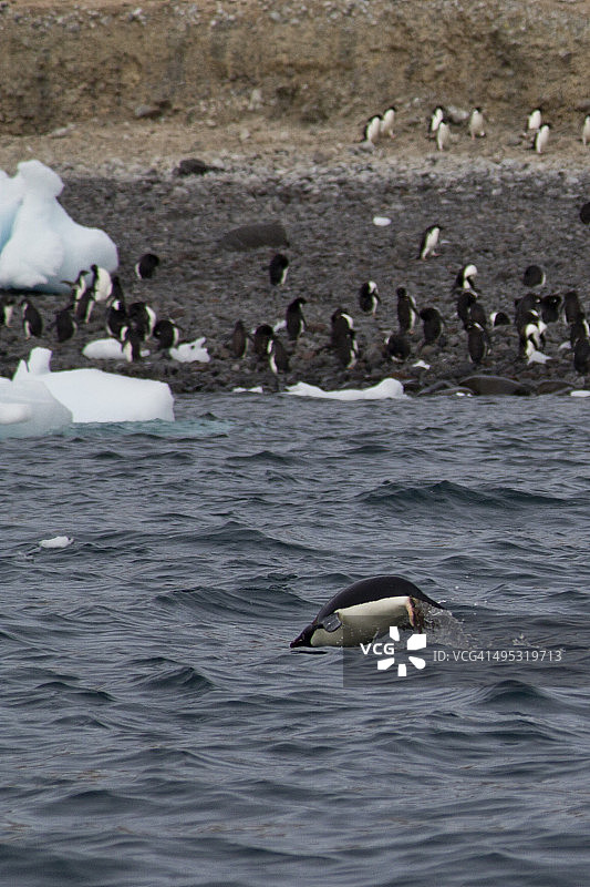 阿德利企鹅游泳和跳跃图片素材