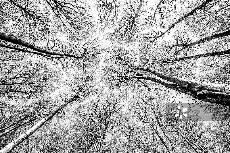在清澈的天空下，从森林地面垂直拍摄山毛榉。图片素材