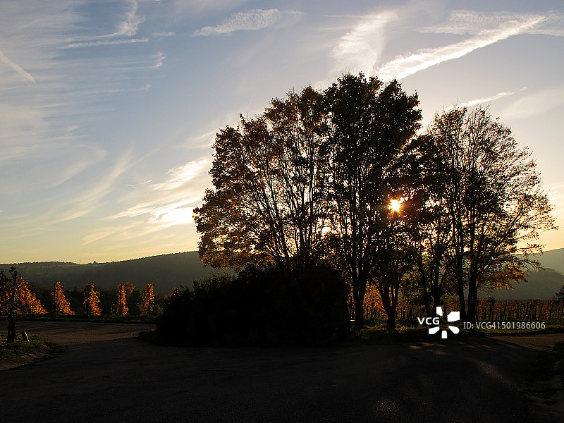 秋天日落时葡萄园前的树的剪影图片素材