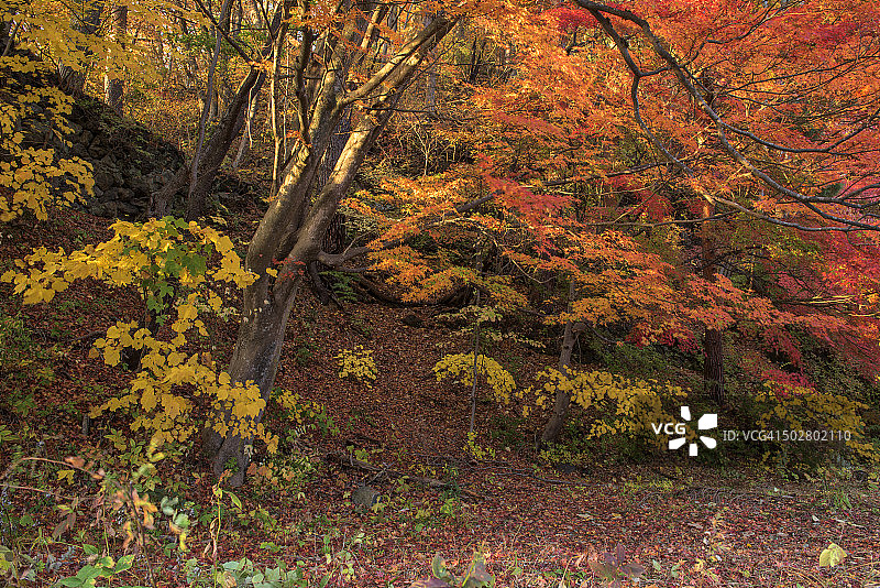 日本富士五湖地区秋色图片素材