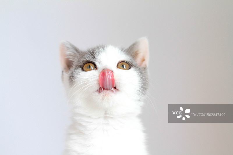 饥饿的猫的肖像图片素材