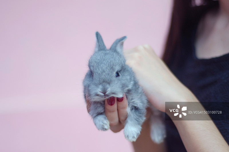 年轻女子手里抱着小兔子图片素材