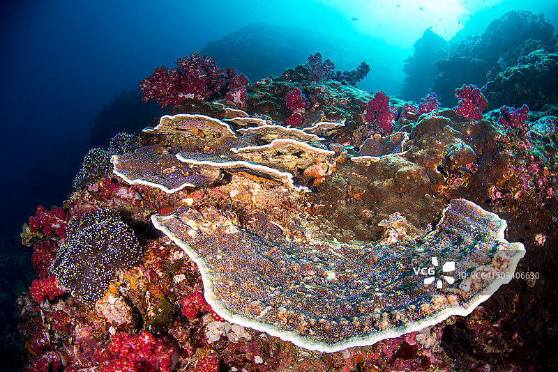 水下色彩斑斓的礁景图片素材