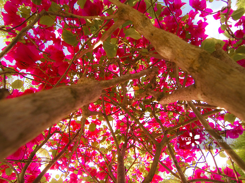 低角度的九重葛树，安提瓜岛，加勒比图片素材