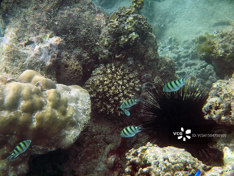 塞舌尔圣安妮海洋国家公园瑟夫岛的珊瑚礁图片素材