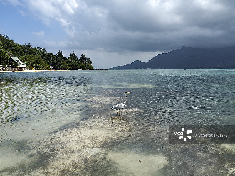 印度洋塞舌尔瑟夫岛热带泻湖上的鹭图片素材