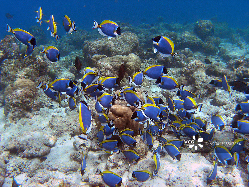 马尔代夫菲哈霍希珊瑚礁上的粉蓝色刺尾鱼浅滩图片素材