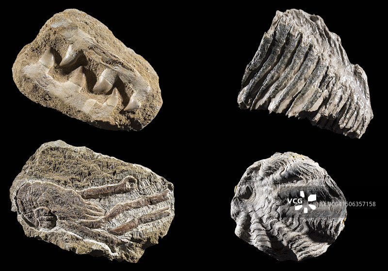 肉食性动物的尖牙化石，它腌制的虾和软体动物的壳。图片素材