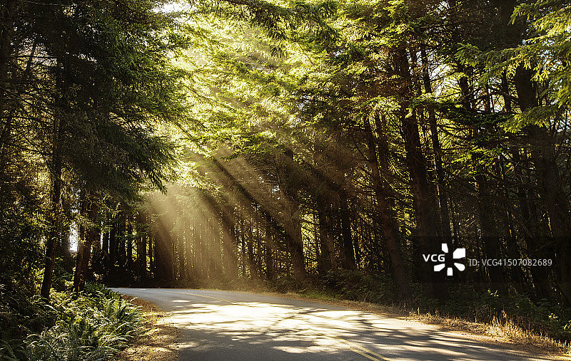 俄勒冈海岸森林的阳光图片素材