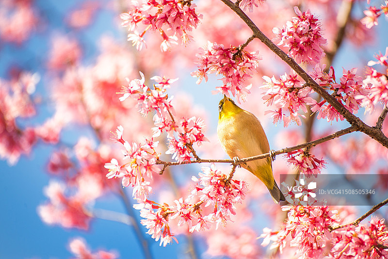 樱花树上挂着一只鸟图片素材