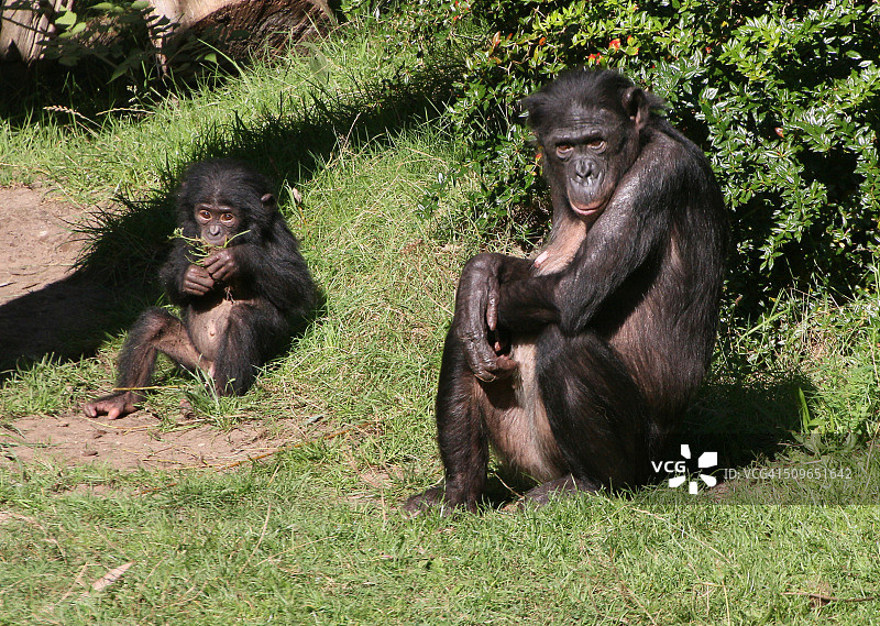 倭黑猩猩的母亲和她的儿子图片素材