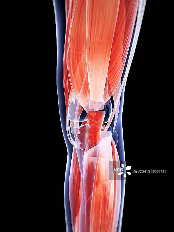 人体膝盖肌肉，艺术品图片素材