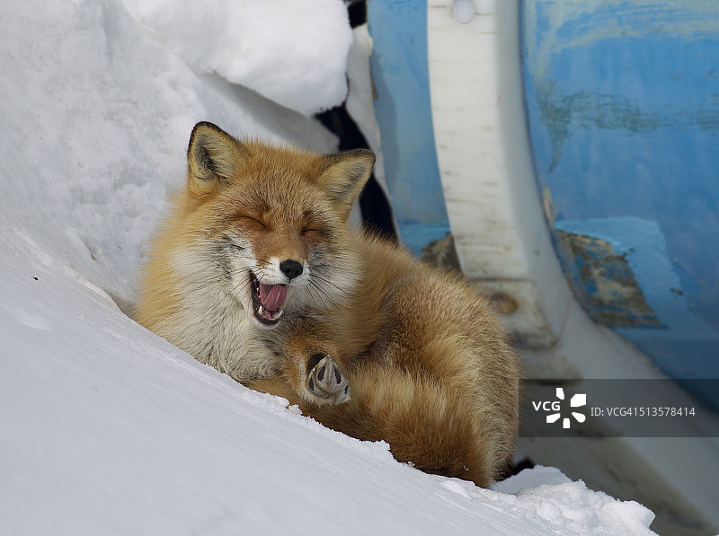 红狐在雪地里打哈欠。图片素材