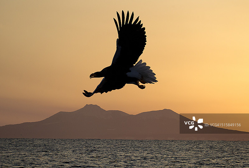 虎头海鹰飞过罗苏港。图片素材