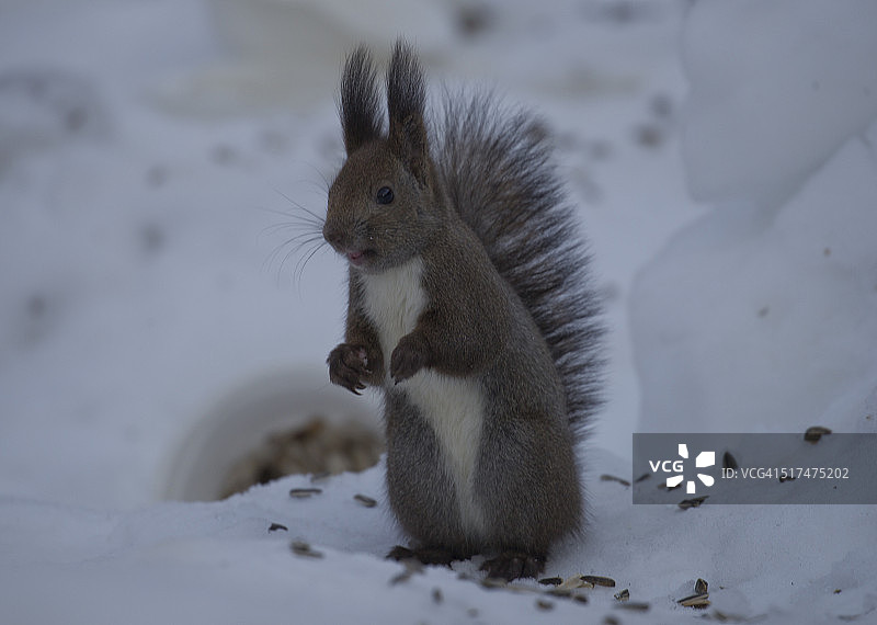 雪中的北海道松鼠。图片素材