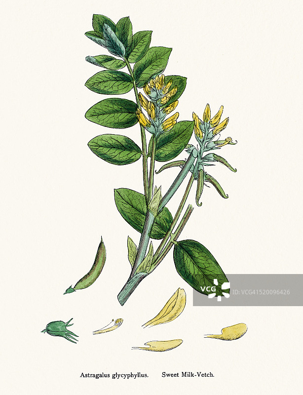 紫云英植物19世纪插图图片素材