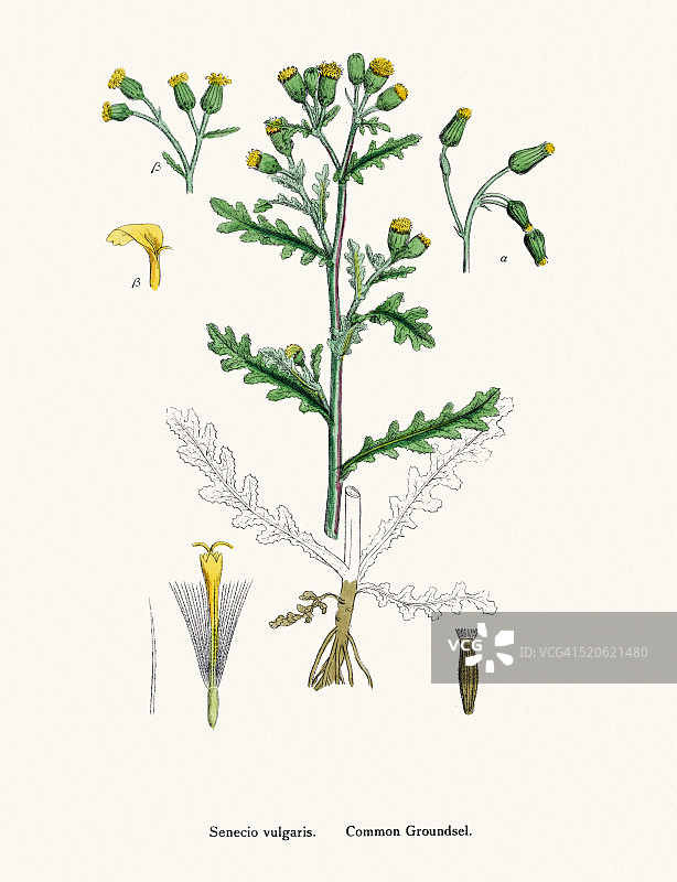 常见的乡土植物19世纪插图图片素材