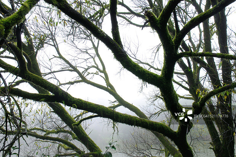 印度马哈拉施特拉邦，Mahabaleshwar，被季风雾覆盖的苔藓树上的神秘抽象图片素材