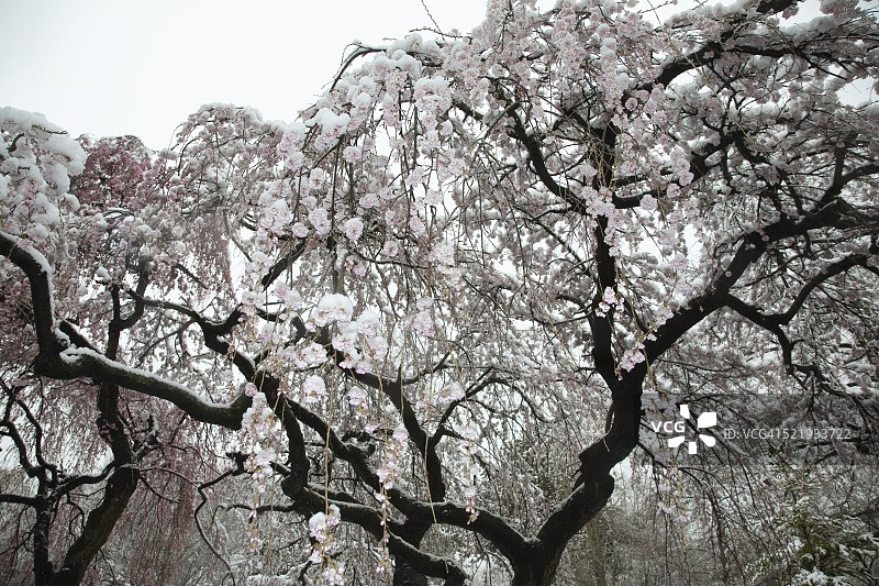 盛开的樱桃树被雪覆盖图片素材