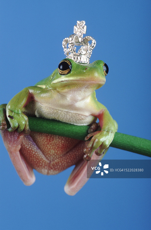 青蛙王子图片素材