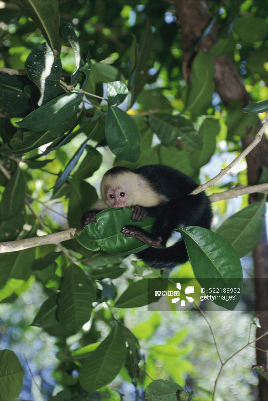 哥斯达黎加树上的小卷尾猴图片素材