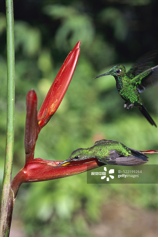 两只蜂鸟在花旁，哥斯达黎加图片素材