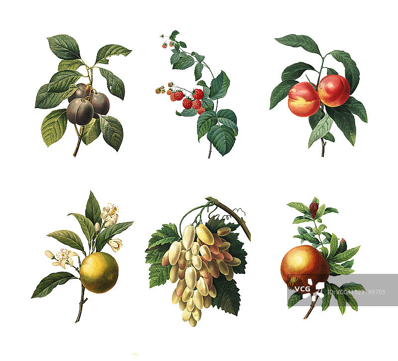 各种水果|古董植物插图图片素材
