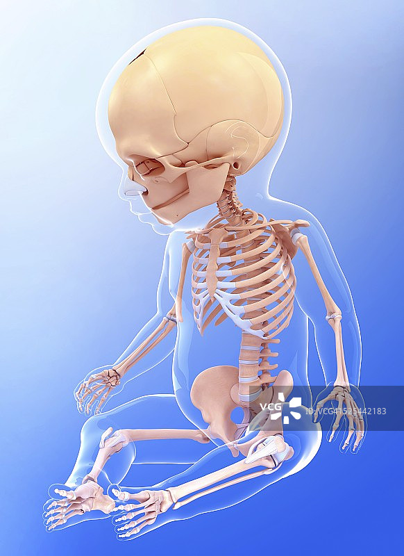 婴儿的骨骼系统，艺术品图片素材