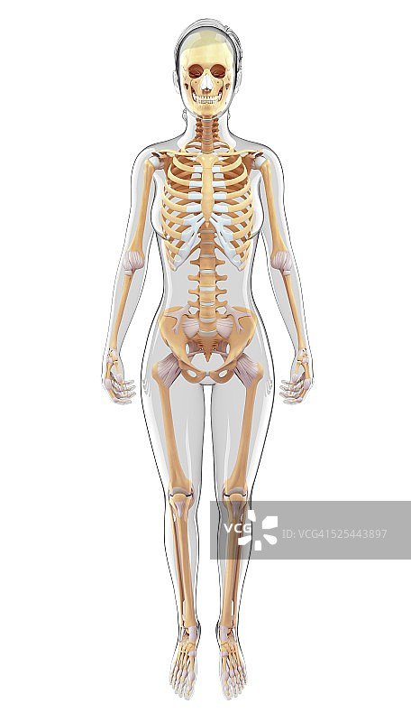 人类骨骼系统，艺术品图片素材