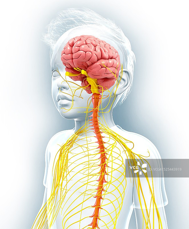 人类神经系统，艺术品图片素材