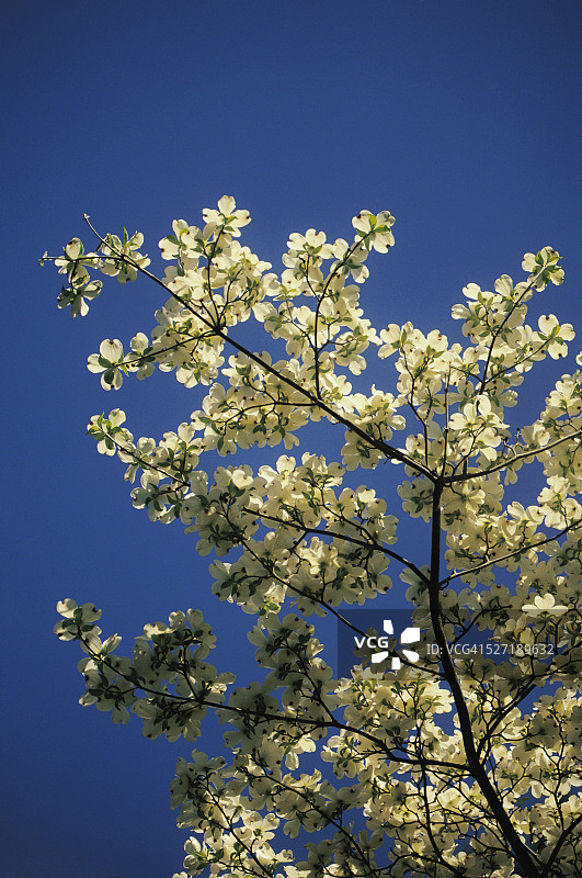 开白花的山茱萸树图片素材