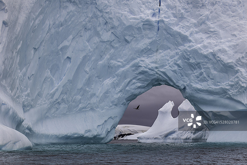 南极的贼鸥和破裂的冰山图片素材