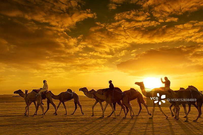 迪拜的骆驼商队图片素材