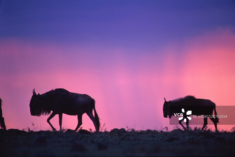 日落时分，肯尼亚马赛马拉野生动物保护区的两只角马图片素材