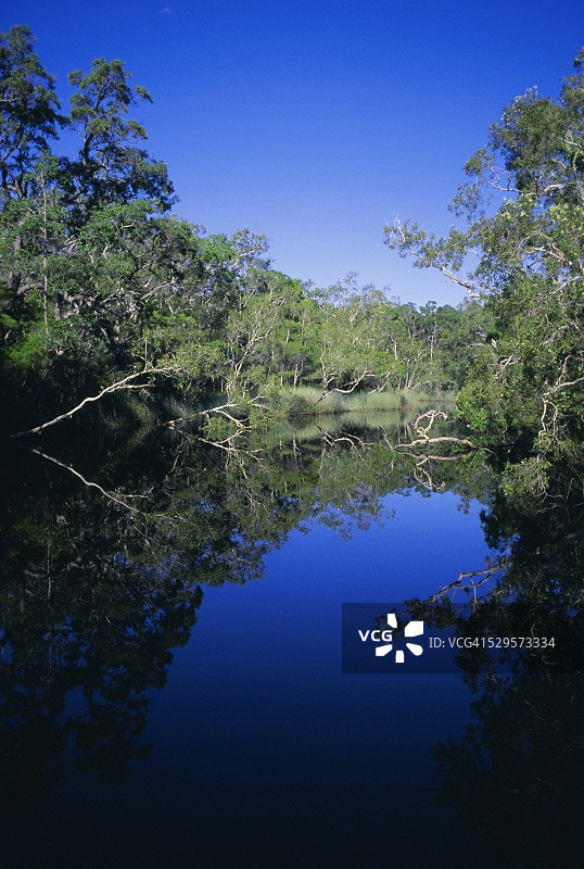 大沼泽地，努萨，澳大利亚昆士兰图片素材