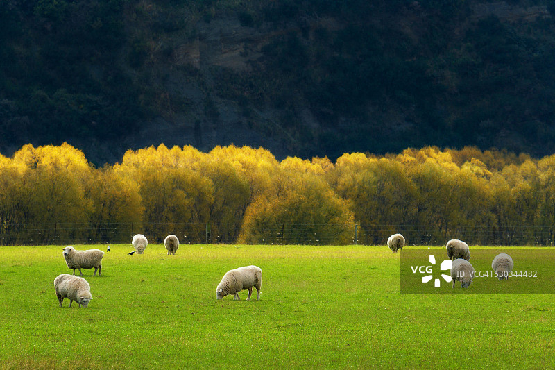 羊群和背景中的黄色树木图片素材