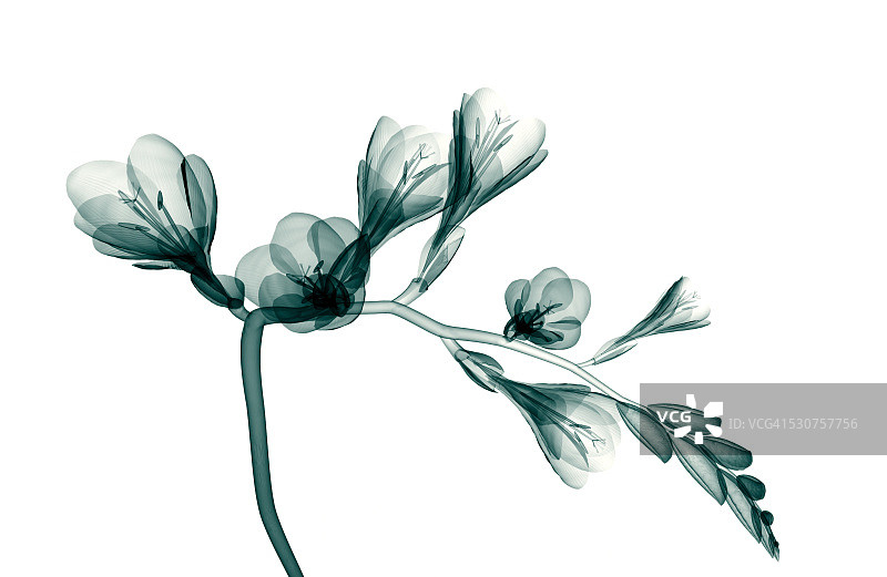 白色小苍兰上一朵孤立的花的x光图像图片素材
