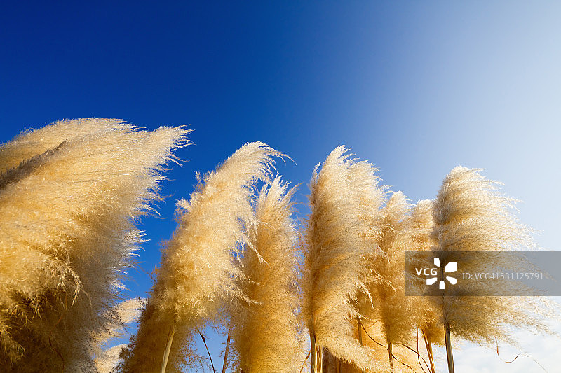潘帕斯草在秋天的天空中随风摆动图片素材