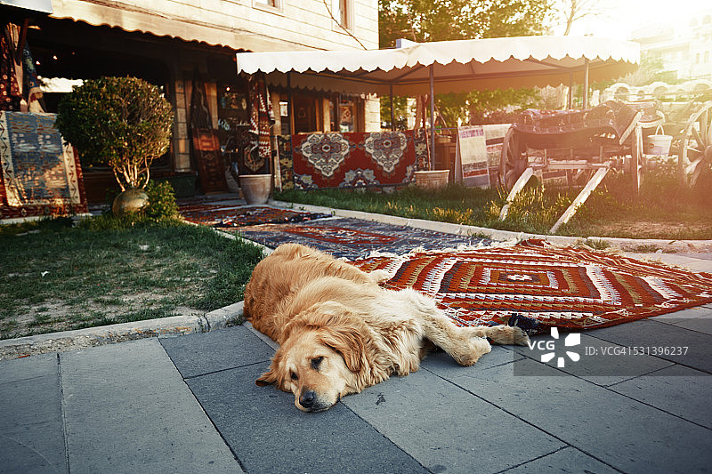 在地毯店放松的狗图片素材