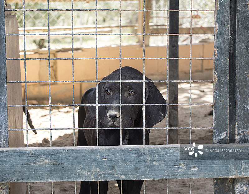 一只小猎狗在一个大笼子里。(喝彩Hungaro)图片素材