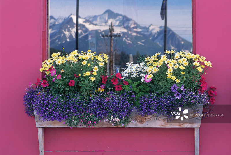 橱窗里的开花植物图片素材