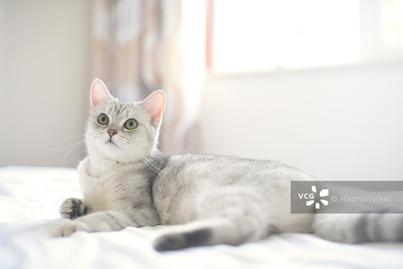 可爱的猫与灰白色的毛图片素材
